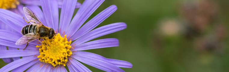 Close up bee on blue aster. Violet flowers. Banner, copy space