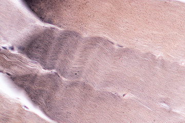 Fototapeta na wymiar Education anatomy and Histological sample Striated muscle Tissue under the microscope.