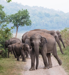 Obraz premium Asian Big Elephant with family roaming at Jim Corbett National Park