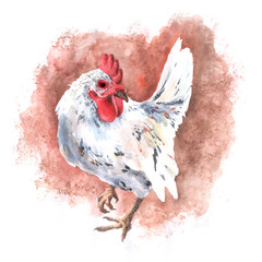 Domastic white chicken watercolor drawing rooster hen
