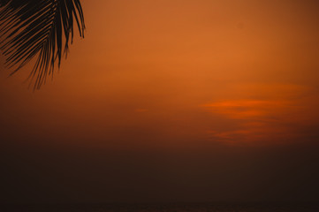 sunset over sea with palm tree