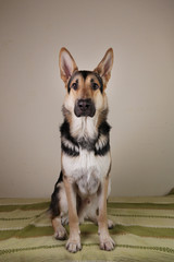 German Shepherd Dog sitting on green sofa