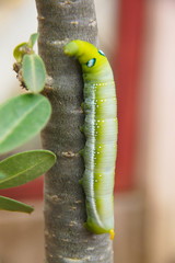 a large green worm on a tree