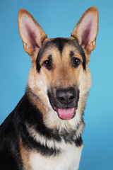 Beautiful german shepherd dog on blue background. Studio shot. Grey and brown colored.