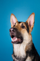 Beautiful german shepherd dog on blue background. Studio shot. Grey and brown colored.