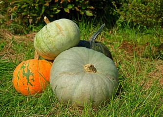 Stack the full colorful ripe pumpkins on the green lawn in sunny day for holiday background on Halloween or Thanksgiving day. Selective focus, top view