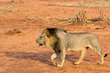 Portrait of a young lion