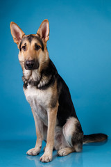 Beautiful german shepherd dog on blue background. Studio shot. Grey and brown colored.