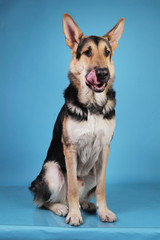 Beautiful german shepherd dog on blue background. Studio shot. Grey and brown colored.