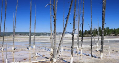 Yellowstone National Park geyser basin steam. Geothermal ecosystem environment. Largest super volcano on the continent. Biology geography and ecology. Millions of tourist.