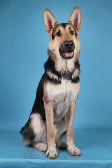 Beautiful german shepherd dog on blue background. Studio shot. Grey and brown colored.