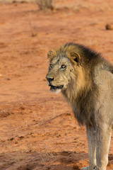 Portrait of a young lion