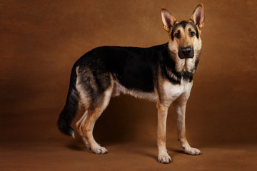 Beautiful german shepherd dog on brown background. Studio shot. Yellow and black colored.
