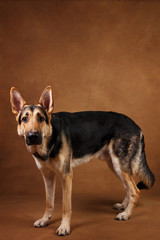 Beautiful german shepherd dog on brown background. Studio shot. Yellow and black colored.