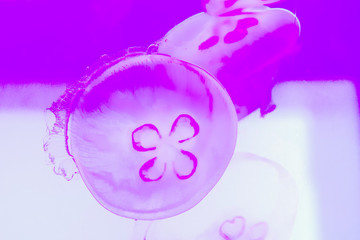 Moon jellyfish (Aurelia aurita) in the aquarium.
