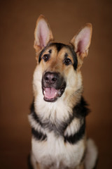 Beautiful german shepherd dog on brown background. Studio shot. Yellow and black colored.