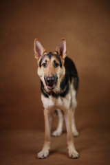 Beautiful german shepherd dog on brown background. Studio shot. Yellow and black colored.