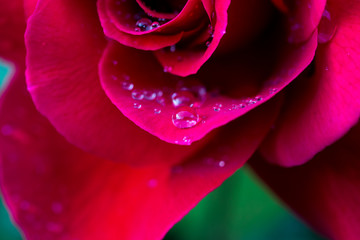 red rose with water drops