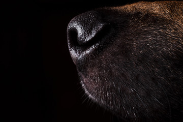 close-up of a face black german shepherd in profile on black background