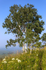 landscape in Altai mountains