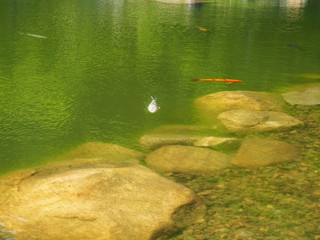 Obraz premium ニシキゴイ