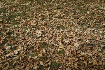 Trockenes Laub am Boden eines Parks