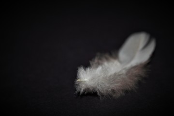 Single Birds White Feather Isolated On Black Background