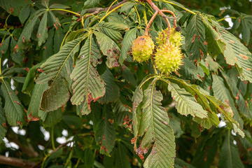 a brown ripe chestnut is still hanging from a chestnut tree whose leaves have been damaged by the miner moth