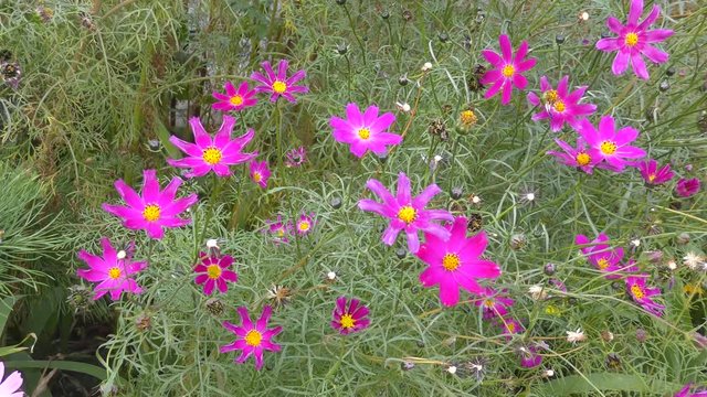 Flower Kosmeya or flower cosmos in the autumn garden