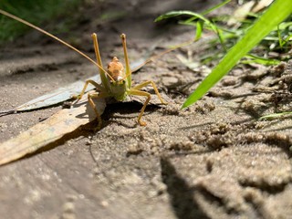 grasshopper on grass