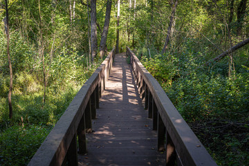 Wooden path in the forest.