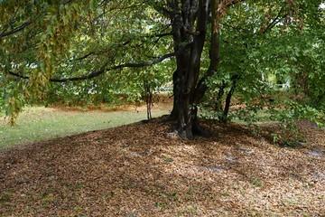 Frühherbstliche Parklandschaft