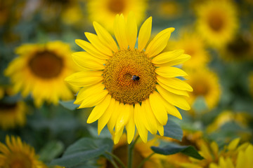 Obraz premium Sunflower flower for use as a background.