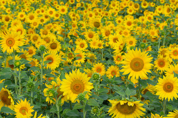 Sunflower flower for use as a background.