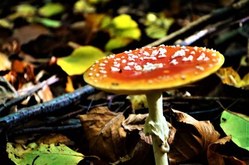 fly agaric mushroom in the forest