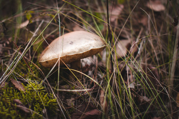 Brown mushroom grows in the forest in autumn.