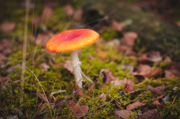 Orange mushroom grows in the forest in autumn.