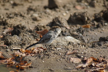 Pliszka ,ptak © LBanacki