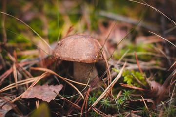 Brown mushroom grows in the forest in autumn.