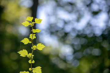 Close up shoot of the leaves of vitis vinifera.
