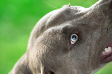 Grey short haired wemaraner dog's head and eyes close on green background. Portrait.