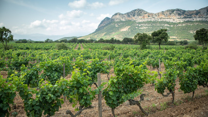 Vineyards in the North of Corsica