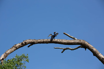 Cormorant perched high on a tree drying its wings