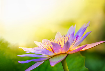 Fully blooming lotus in beautiful morning sunlight over the pond,  water lilies with empty space for copy