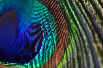 Obraz premium Half peacock feather with a unique texture with pearly overflow close-up