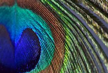 Obraz premium Half peacock feather with a unique texture similar to a knitted fabric close-up