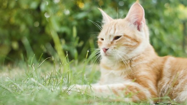 red cat resting lying on the green grass outdoors, cute sleepy kitten walks on nature