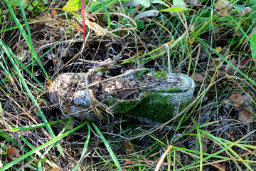 rubbish in the forest, littering nature. Old slipper, Shoe lying in the grass.