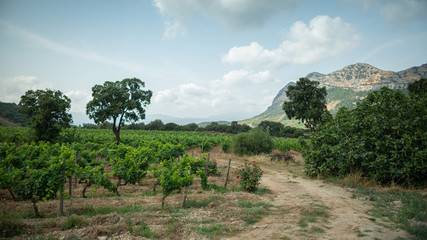 Fototapeta premium A dirt road by the vineyard, in Patrimonio, Corsica. France
