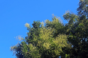 Obraz premium 나무